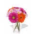 9pcs Mixed Gerbera and Chrysanthemum Vase Bouquet